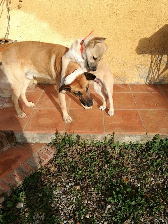 Affittacamere Maset Del Garraf Olesa de Bonesvalls Esterno foto